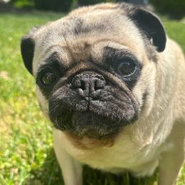 Bella - Pug