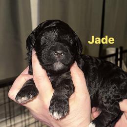Jade - Black female Goldendoodle puppy in Prosperity, Pennsylvania from Stelladoodles & Company