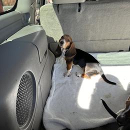 Basset Hound Puppies from Dretzka’s Blessed Basset Hounds