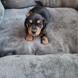 Peter - Black and tan male Dachshund puppy in Geneva, Florida from TGIF Doxies