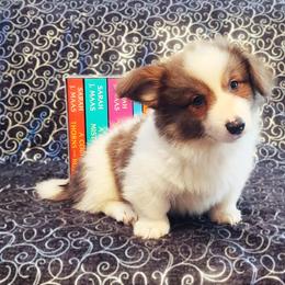 American Corgi and Pembroke Welsh Corgi Puppies from The Adirondack Corgi