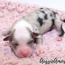Miniature Australian Shepherd puppies from Aussie Amor