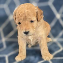 Thyme - Champagne male Maltipoo puppy in Granada Hills, California from Sheryls Puppies