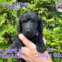 Girl 3 - Black female Poodle puppy in Tullahoma, Tennessee from Urban Hero Poodles