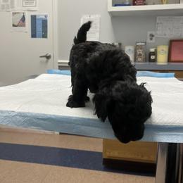 Poodle Puppies from Toy Poodle Kingdom