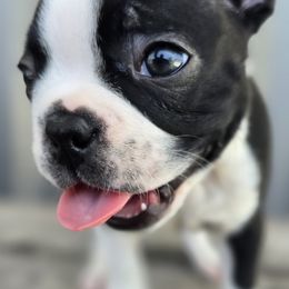 Boston Terrier Puppies from BellaBlu's Babes