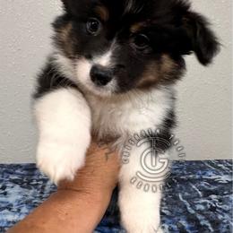 Toby - Black and tan male American Corgi puppy in Hico, Texas from Chisholm Trail Kennels