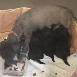 Poodle Puppies from Toy Poodle Love