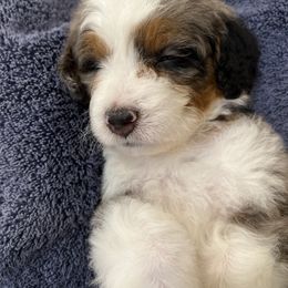 Aussiedoodle, Bernedoodle, Goldendoodle, and Poodle Puppies from Teddy Doodles & Standard Poodles