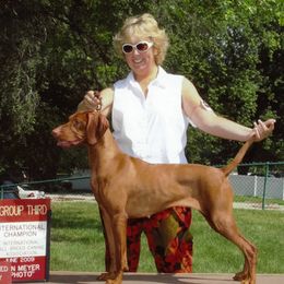 Vizslas from Meghan Tallman