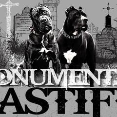 Molosser (Bully x)s from Good Karma Mastiffs