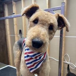 Jax - Airedale Terrier
