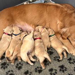 Female 3 - Golden female Golden Retriever puppy in Menifee, California from The Golden Leash Kennels