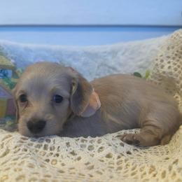 Toffee - Cream female Dachshund puppy in Saint Peter, Illinois from Ashton’s Doxies of Southern IL
