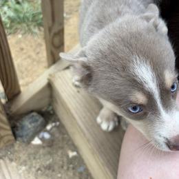 Bella - Tri-color female Pomsky puppy in Orange, Virginia from Fluff and Feathers