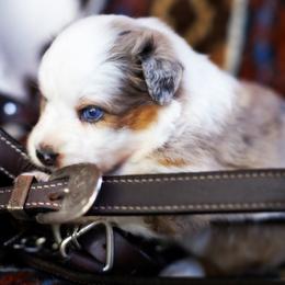 Honey Bun - Blue merle female Australian Shepherd puppy in Paola, Kansas from Tiz Ranch