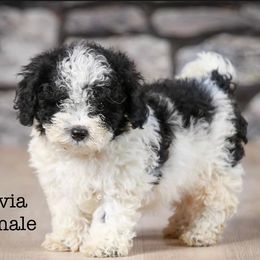 Poodles from Sarah’s Lovely Puppies