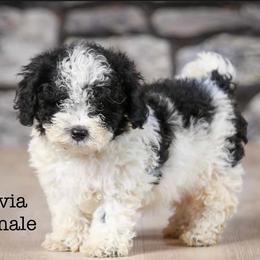 Poodles from Sarah’s Lovely Puppies