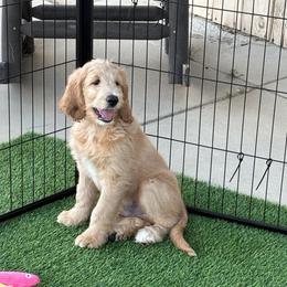 Chief - Cream male Goldendoodle puppy in Lancaster, California from Tailor made farms