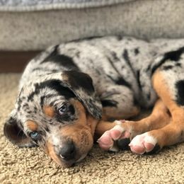 Catahoula Leopard Dog Puppies from ZM Catahoulas