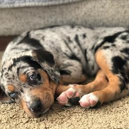 Catahoula Leopard Dog Puppies from ZM Catahoulas