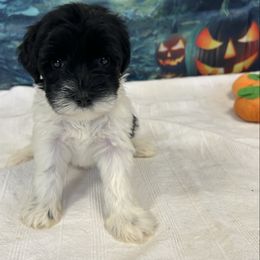 Black Parti Female - Parti female Miniature Schnauzer puppy in Clover, South Carolina from Bobo’s Babies Kennels