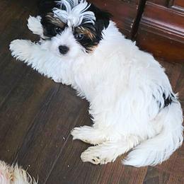 Preston - Black tan and white male Biewer Terrier puppy in Tucson, Arizona from Treasures of Neptune Cove