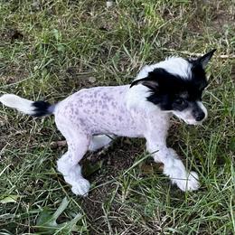Black and white vhhl - White and black female Chinese Crested puppy in Rockvale, Tennessee from Cosmic Chinese Cresteds & Wind-Echo Poodles