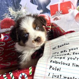 Ginny - Black tri-color female Australian Shepherd puppy in Fredericksburg, Virginia from Cooper Ridge Aussies