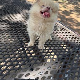 Price - Lavender male Pomeranian puppy in Fort Worth, Texas from Clara’s Kennel