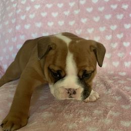 Bulldog Puppies from Kandyland Bulldogs