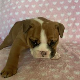 Bulldog Puppies from Kandyland Bulldogs