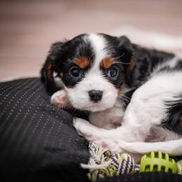 Cavalier King Charles Spaniel Puppies from Cavaliers of House Northup