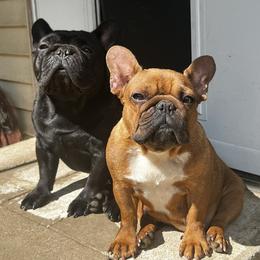 French Bulldog All Grown Up from Phoenix Rising