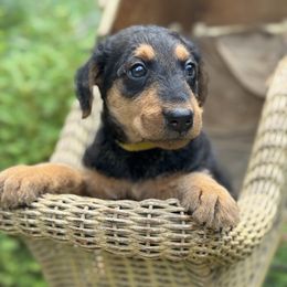 Snickers aka Miss Yellow - Black and tan female Airedale Terrier puppy in Mooresville, North Carolina from Farm 55