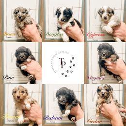 Australian Shepherd Puppies from Timeless Paths Australian Shepherds