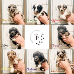 Australian Shepherd Puppies from Timeless Paths Australian Shepherds