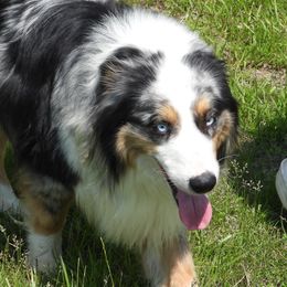 Rocky - Australian Shepherd