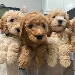 Goldendoodles from Duval Doodles