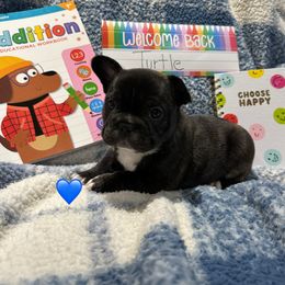 Turtle - Brindle and white male French Bulldog puppy in Centennial, Colorado from Centennial Frenchies