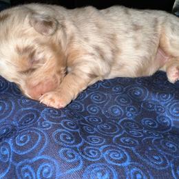 Peony - Red merle female Australian Shepherd puppy in Albertville, Alabama from Salt Creek Aussies