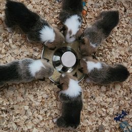 Pembroke Welsh Corgi Puppies from Corgis of Avalon