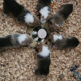 Pembroke Welsh Corgi Puppies from Corgis of Avalon