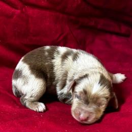 Boy 2 - Red merle male Toy Australian Shepherd puppy in Hokes Bluff, Alabama from Alegria Toy Aussies