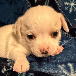 AKC Ian 3000 - Cream and white male Chihuahua puppy in Rowlett, Texas from Sugar Cookie Chihuahuas