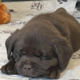 Labrador Retriever Puppies from Rustic Ridge Labradors