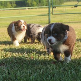 Miniature Australian Shepherds and Toy Australian Shepherds from T Bar T Aussies