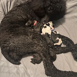 Poodle Puppies from KG Poodle Haus