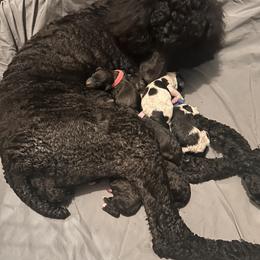 Poodle Puppies from KG Poodle Haus