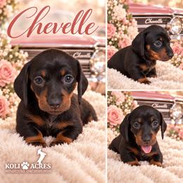 Chevelle - White Collar - Black and tan female Dachshund puppy in Kemp, Texas from Koli Acres